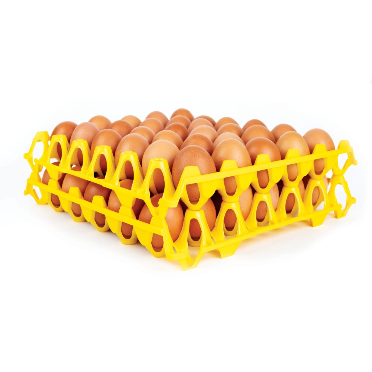 Deux alvéoles superposés avec des oeufs