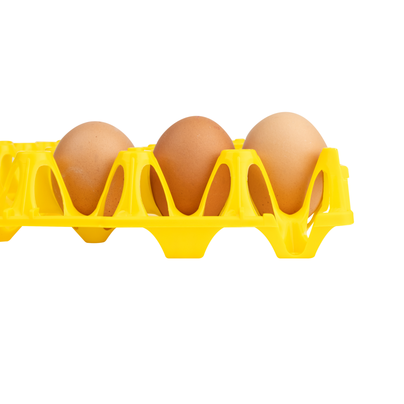 Alvéole jaune avec des oeufs
