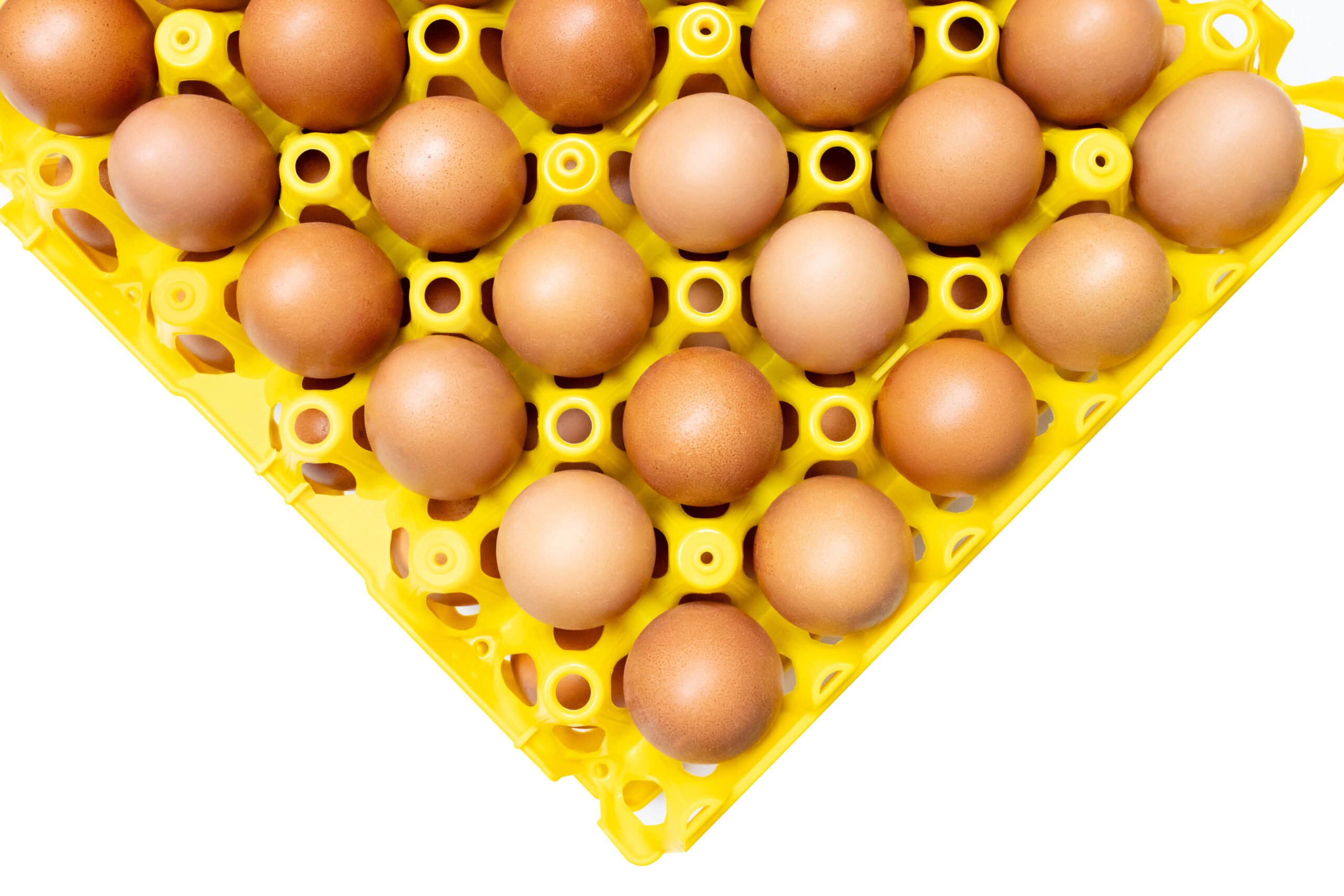 Alvéole avec des oeufs