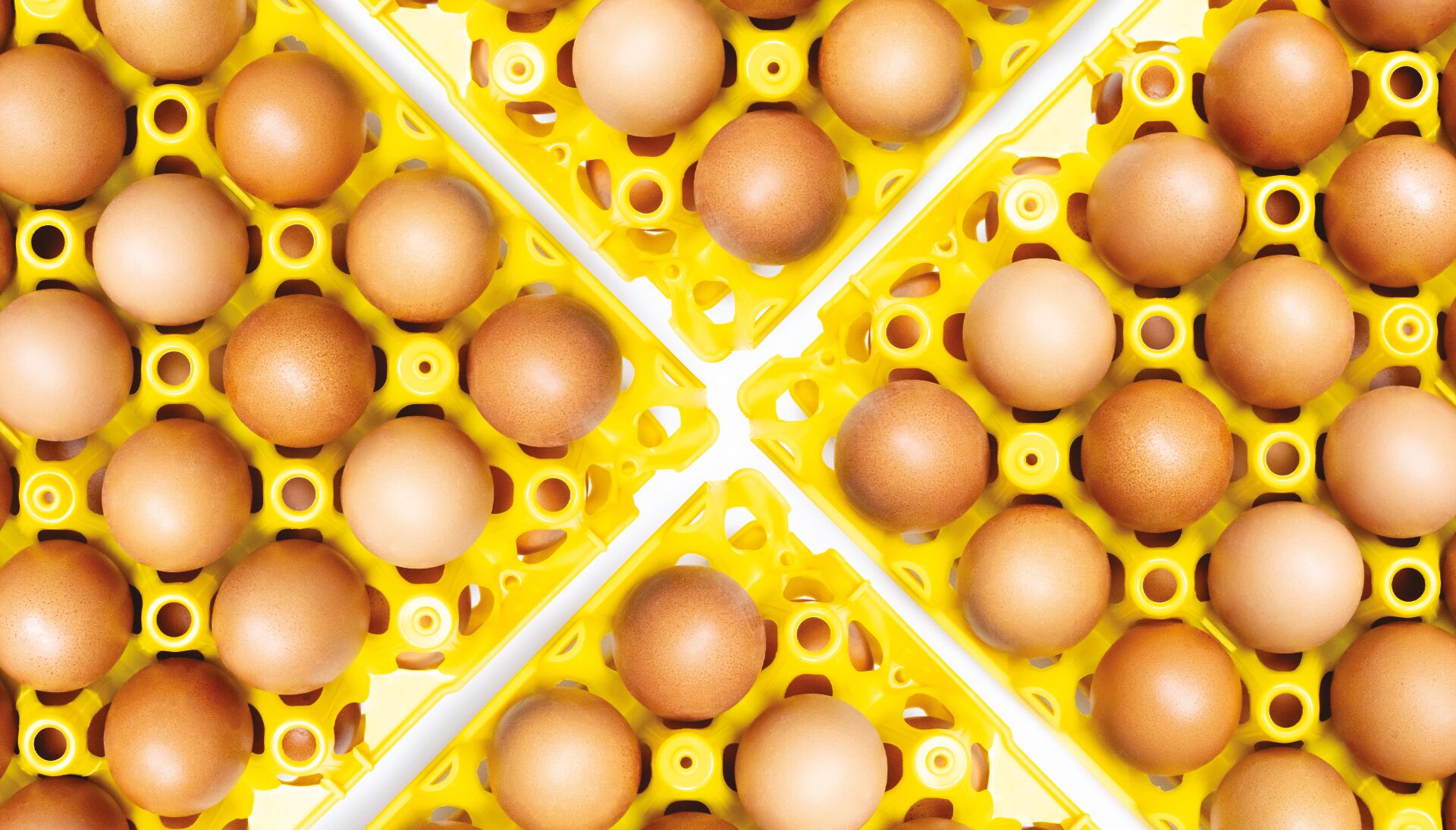 Alvéoles jaunes avec des oeufs 