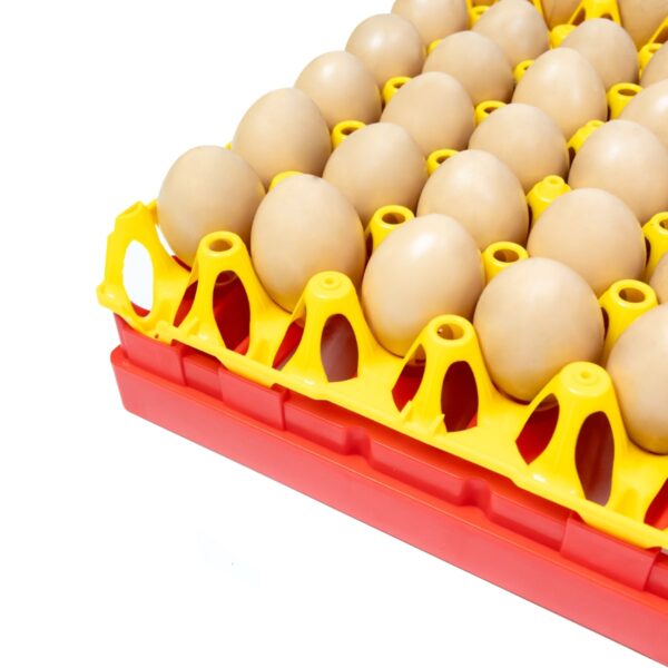Divider with tray and eggs