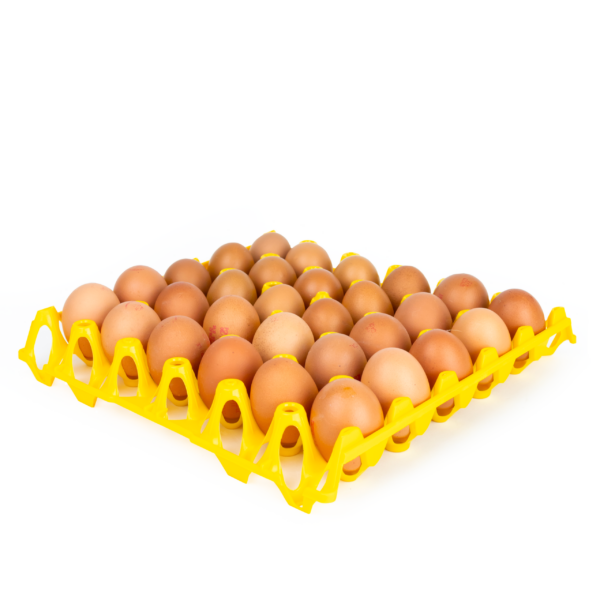 Egg tray with eggs