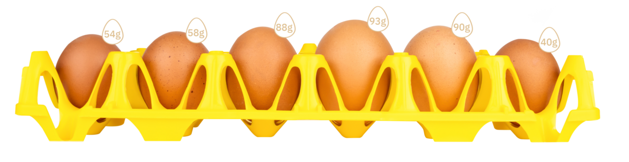 A tray with eggs of different size