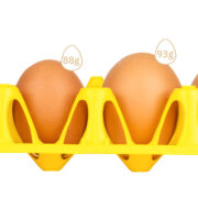 A tray with eggs of different size